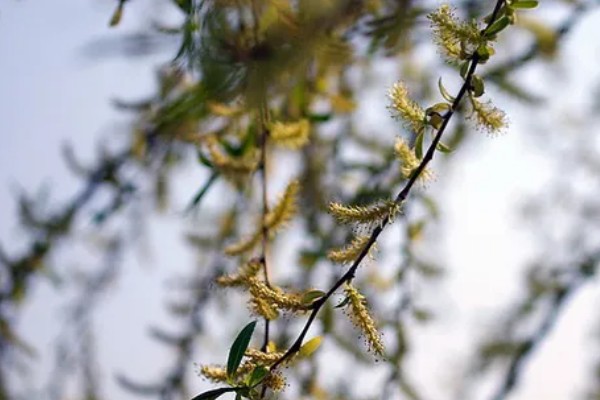 杨花的简介，是指垂柳的柳絮