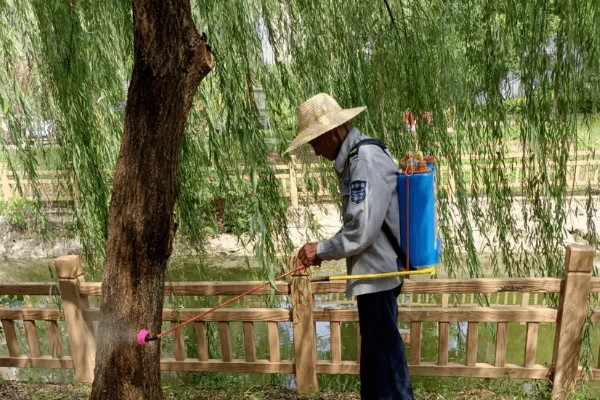杨花的简介，是指垂柳的柳絮