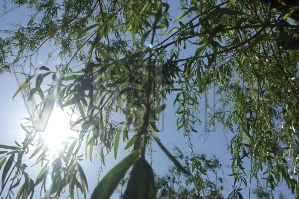 杨花的简介，是指垂柳的柳絮