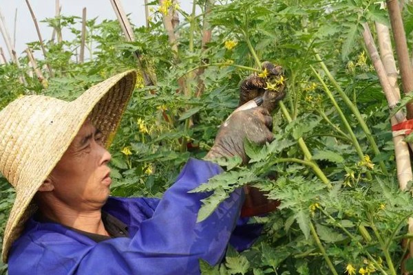 西红柿要掐尖打叉吗,需要进行掐尖和打叉