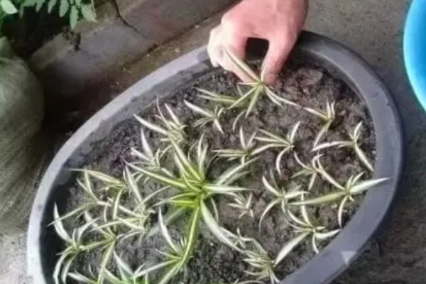 水培吊兰如何让它更旺盛,每隔3-4天换一次水