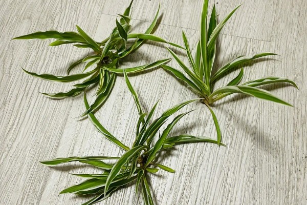 水培吊兰如何让它更旺盛,每隔3-4天换一次水