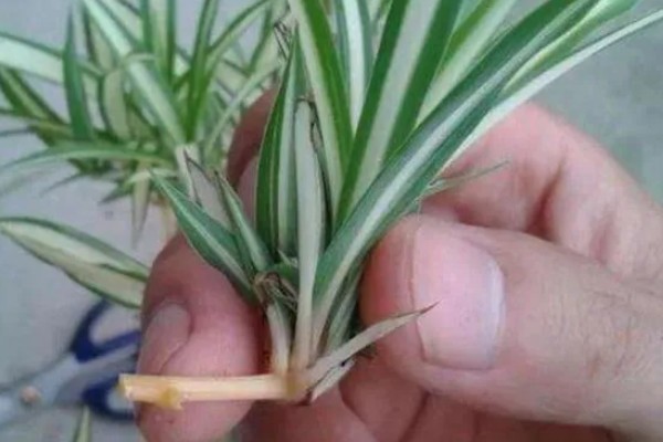 水培吊兰如何让它更旺盛,每隔3-4天换一次水
