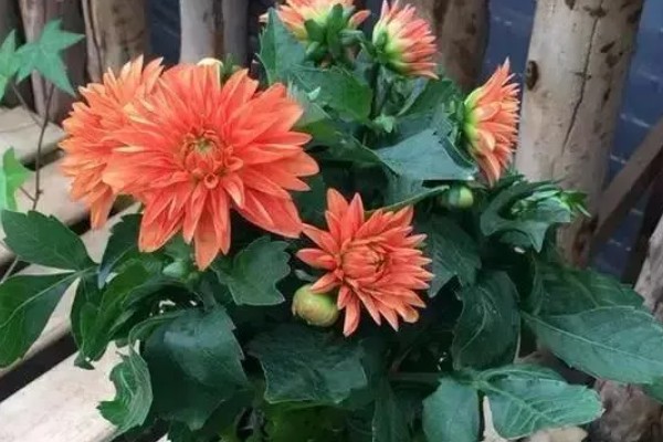 小丽花是不是用种球繁殖，种球繁殖是主要方式