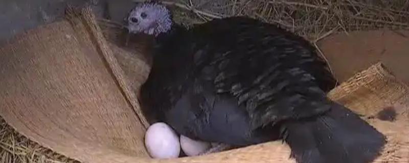 火鸡的孵化期，一般是28-29天左右