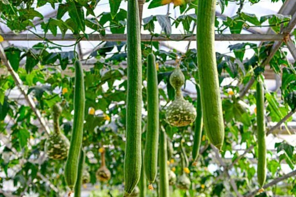 夏季怎么种植丝瓜,结果后定期追施复合肥