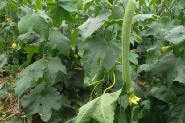 夏季怎么种植丝瓜,结果后定期追施复合肥