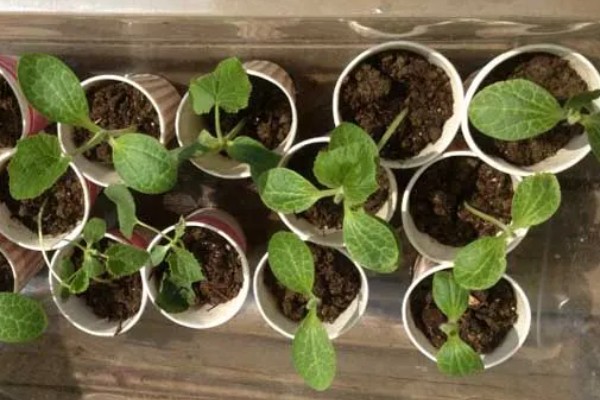 夏季怎么种植丝瓜,结果后定期追施复合肥