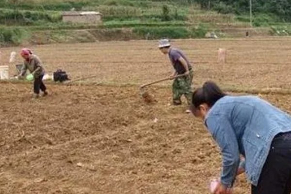 夏季怎么种植丝瓜,结果后定期追施复合肥