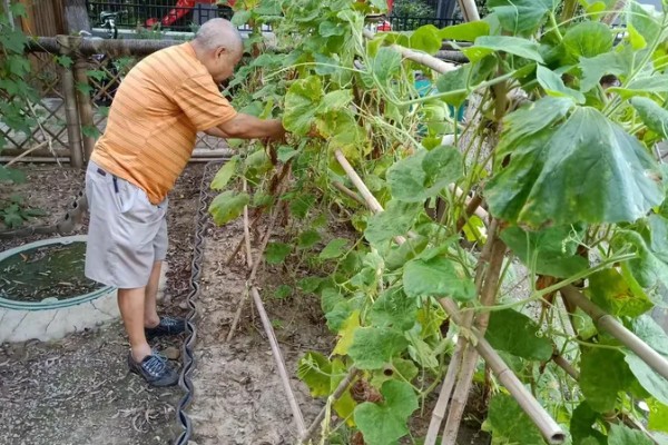 夏季怎么种植丝瓜,结果后定期追施复合肥