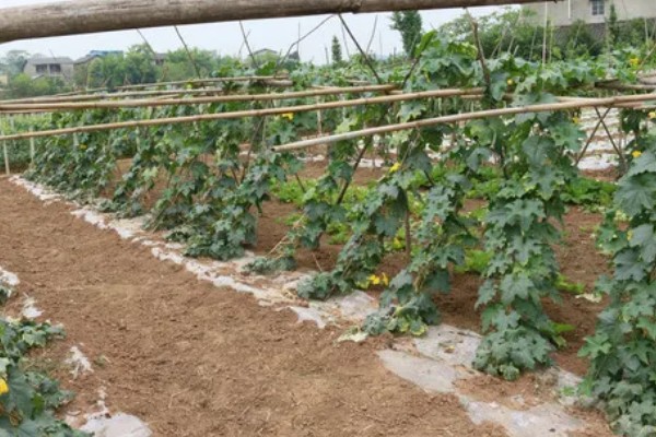 夏季怎么种植丝瓜,结果后定期追施复合肥