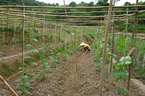 夏季怎么种植丝瓜,结果后定期追施复合肥