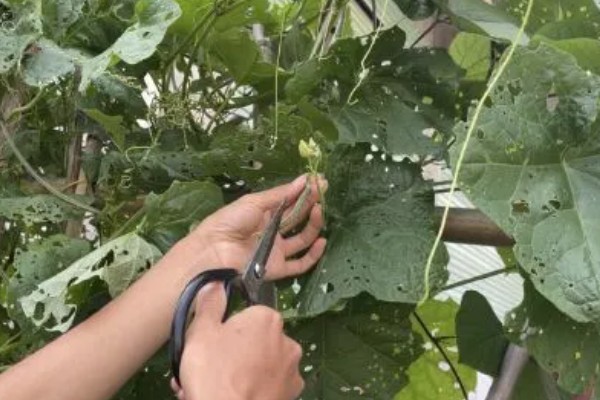 夏季怎么种植丝瓜,结果后定期追施复合肥