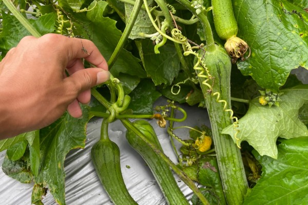 夏季怎么种植丝瓜,结果后定期追施复合肥