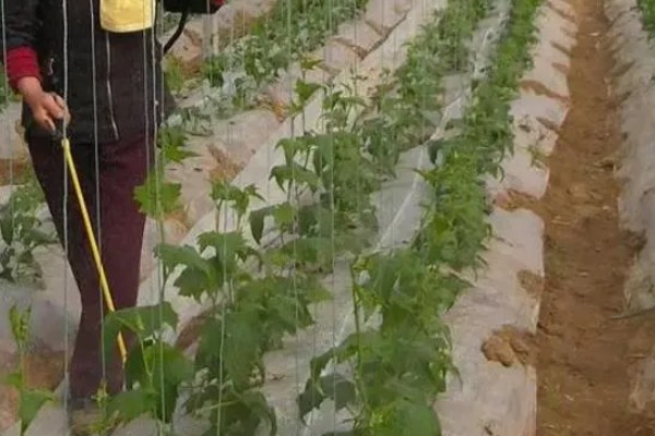 夏季怎么种植丝瓜,结果后定期追施复合肥