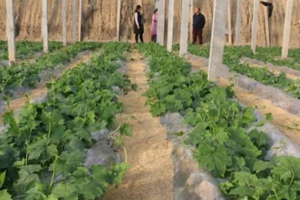 夏季怎么种植丝瓜,结果后定期追施复合肥