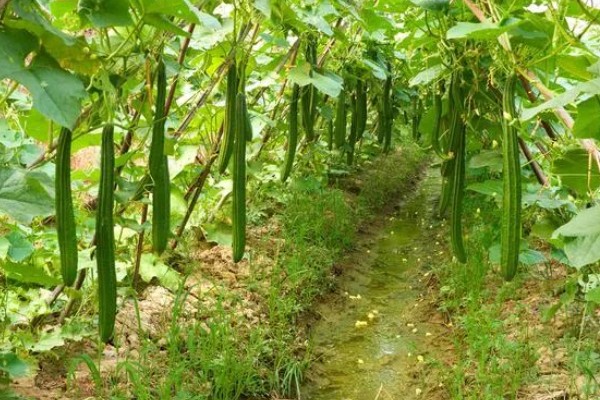 夏季怎么种植丝瓜,结果后定期追施复合肥