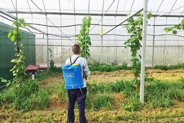 夏季怎么种植丝瓜,结果后定期追施复合肥
