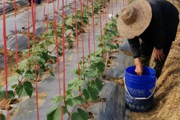 夏季怎么种植丝瓜,结果后定期追施复合肥