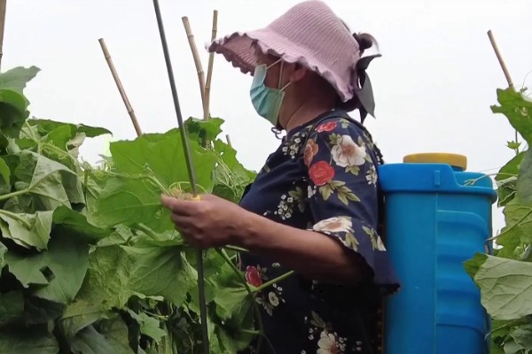 夏季怎么种植丝瓜,结果后定期追施复合肥