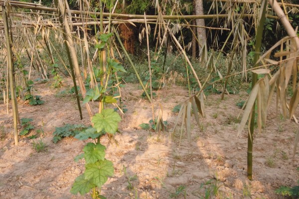 夏季怎么种植丝瓜,结果后定期追施复合肥