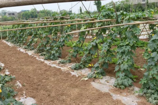 夏季怎么种植丝瓜,结果后定期追施复合肥