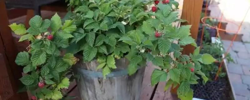 覆盆子如何养殖，适合生长在较为湿润的环境中