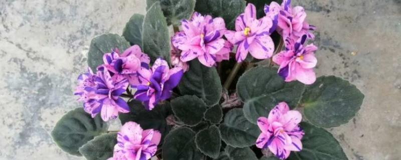 盆栽紫罗兰花期怎么管理，盛花期要严格控制水肥