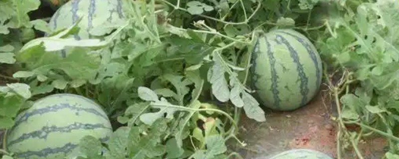 西瓜的田间管理技术，白天温度控制在25-30℃
