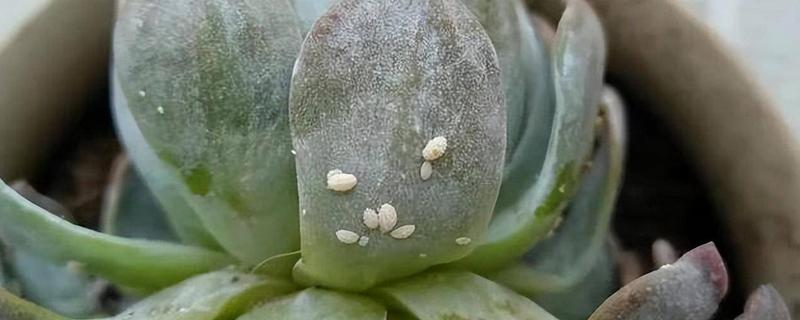 绿植花盆里生虫的处理方式，需更换盆土
