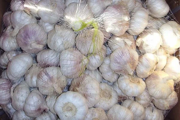 大蒜干尖黄叶怎么防治，轮作换茬可以降低发病几率