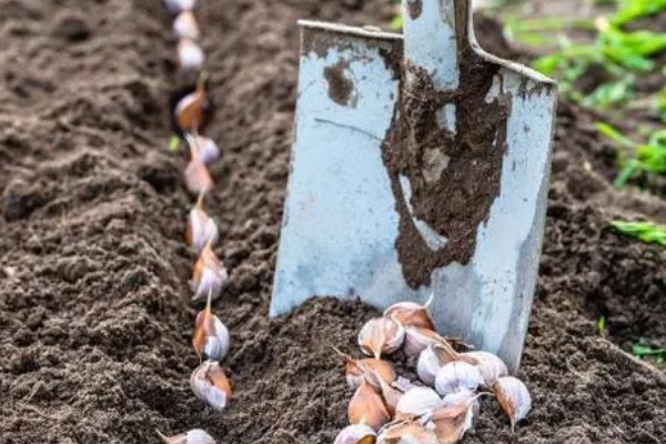大蒜干尖黄叶怎么防治，轮作换茬可以降低发病几率