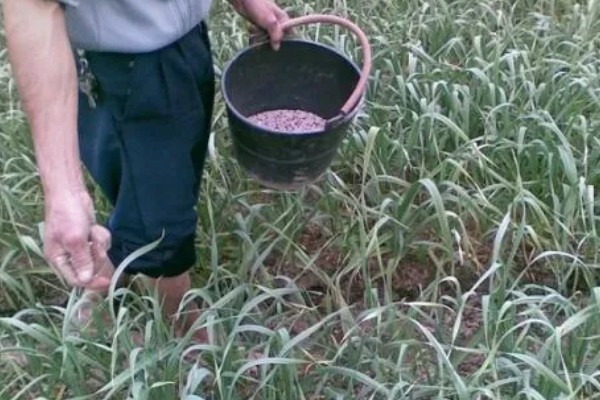 大蒜干尖黄叶怎么防治，轮作换茬可以降低发病几率