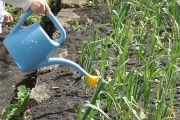 大蒜干尖黄叶怎么防治，轮作换茬可以降低发病几率