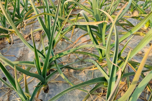 大蒜干尖黄叶怎么防治，轮作换茬可以降低发病几率