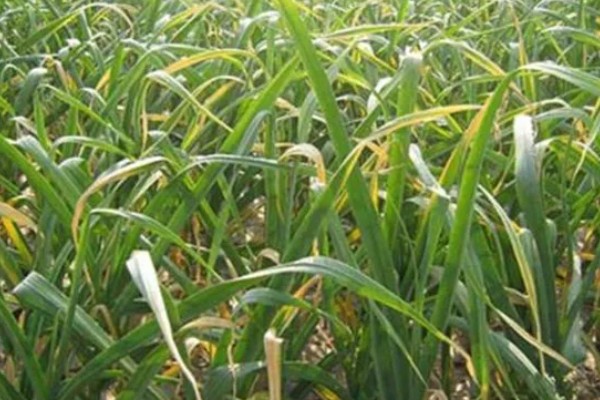 大蒜干尖黄叶怎么防治，轮作换茬可以降低发病几率