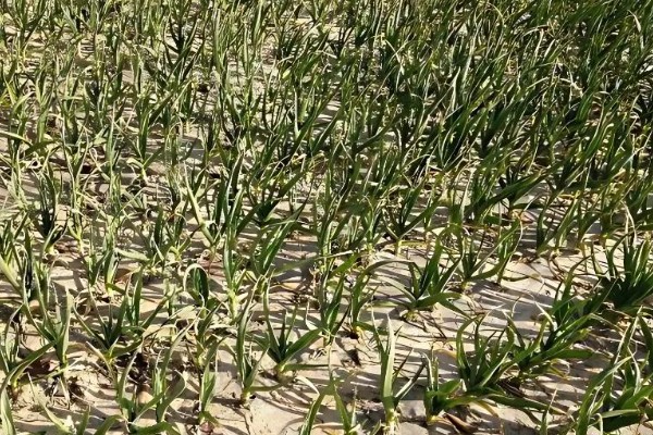 大蒜干尖黄叶怎么防治，轮作换茬可以降低发病几率