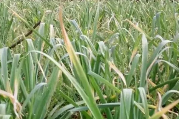 大蒜干尖黄叶怎么防治，轮作换茬可以降低发病几率