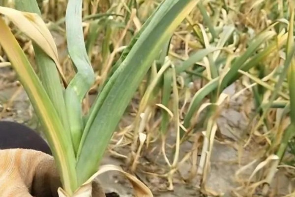 大蒜干尖黄叶怎么防治，轮作换茬可以降低发病几率