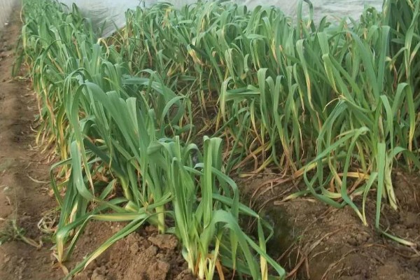 大蒜干尖黄叶怎么防治，轮作换茬可以降低发病几率