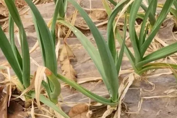 大蒜干尖黄叶怎么防治，轮作换茬可以降低发病几率