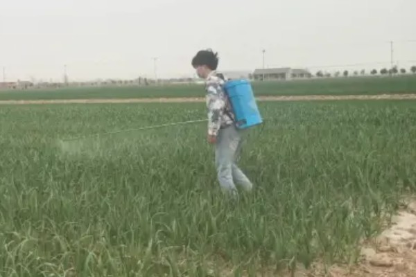 大蒜干尖黄叶怎么防治，轮作换茬可以降低发病几率