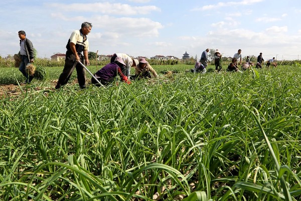 大蒜干尖黄叶怎么防治，轮作换茬可以降低发病几率