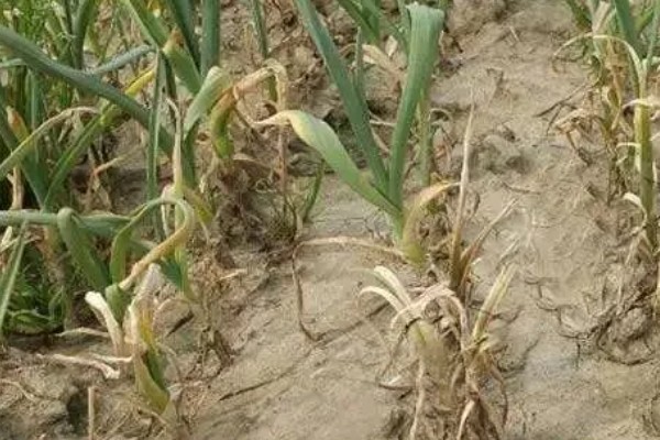 大蒜干尖黄叶怎么防治，轮作换茬可以降低发病几率