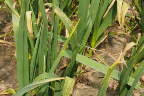 大蒜干尖黄叶怎么防治，轮作换茬可以降低发病几率