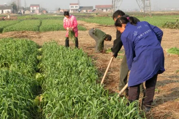大蒜干尖黄叶怎么防治，轮作换茬可以降低发病几率