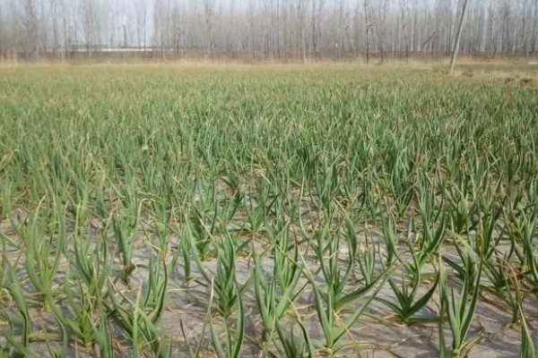 大蒜干尖黄叶怎么防治，轮作换茬可以降低发病几率