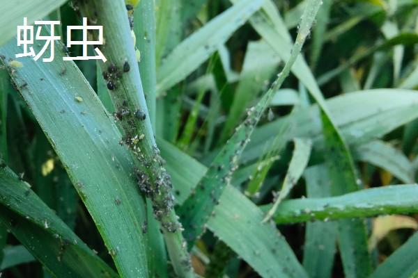 大蒜干尖黄叶怎么防治，轮作换茬可以降低发病几率