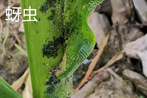 大蒜干尖黄叶怎么防治，轮作换茬可以降低发病几率