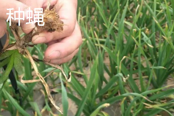 大蒜干尖黄叶怎么防治，轮作换茬可以降低发病几率